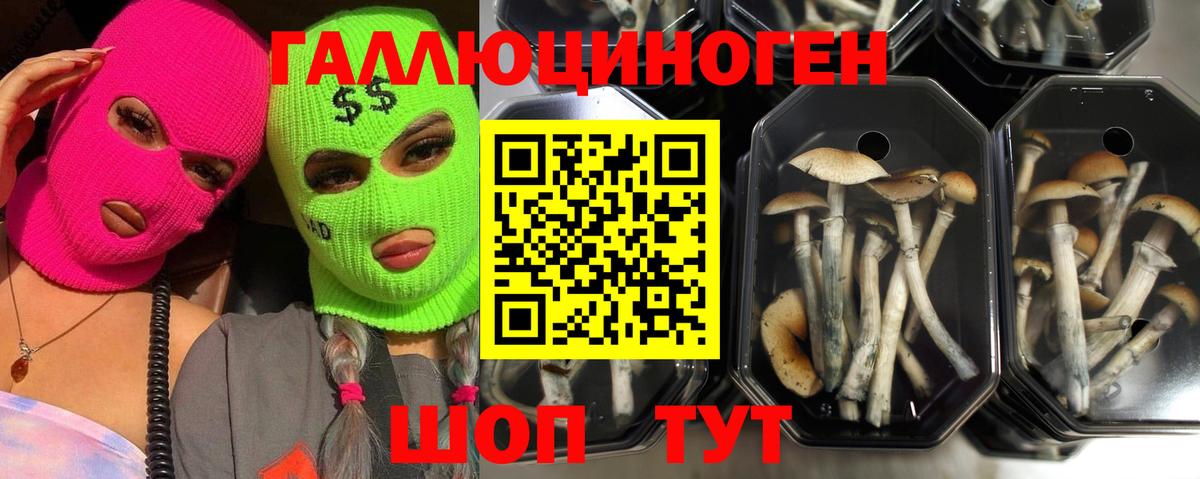Псилоцибиновые грибы Psilocybe  Вход с VPN  Североморск  Галлюциногенные грибы мухоморы 